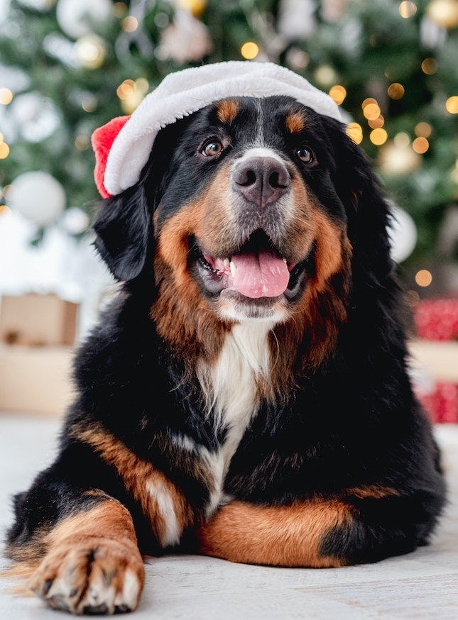 Check out these dog Advent calendars for 2022 filled with treats.