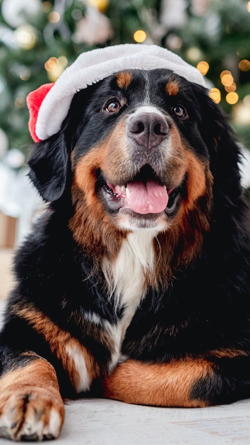 Check out these dog Advent calendars for 2022 filled with treats.