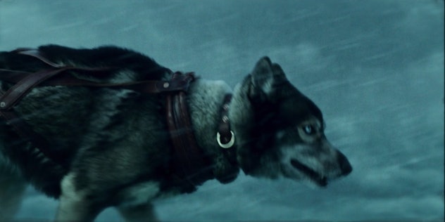 A dog runs through a snow storm.
