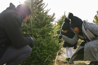 Many factors affect how long it takes for a Christmas tree to grow, including temperature and soil c...