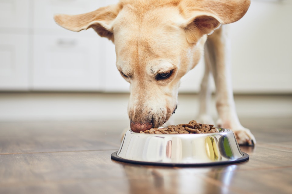 can you feed dry dog food to cats