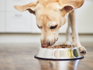 Dog eating dry food from a bowl