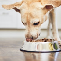 Can I feed my pet only dry food? Why the answer is different for cats and dogs