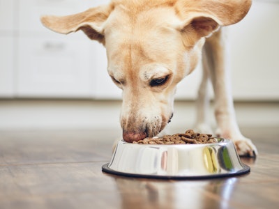 Dog eating dry food from a bowl