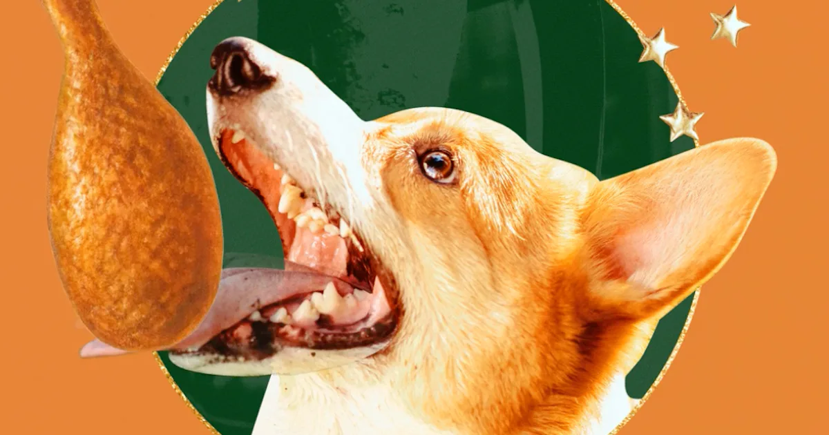 Can Dogs Eat Turkey On Thanksgiving A Veterinarian On What s Safe can-dogs-eat-turkey-on-thanksgiving-a-veterinarian-on-what-s-safe