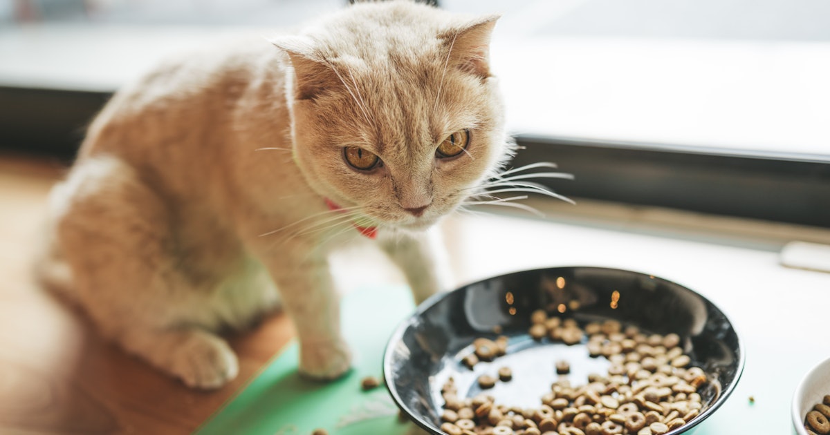 Can I feed my pet only dry food? Why the answer is different for cats and dogs