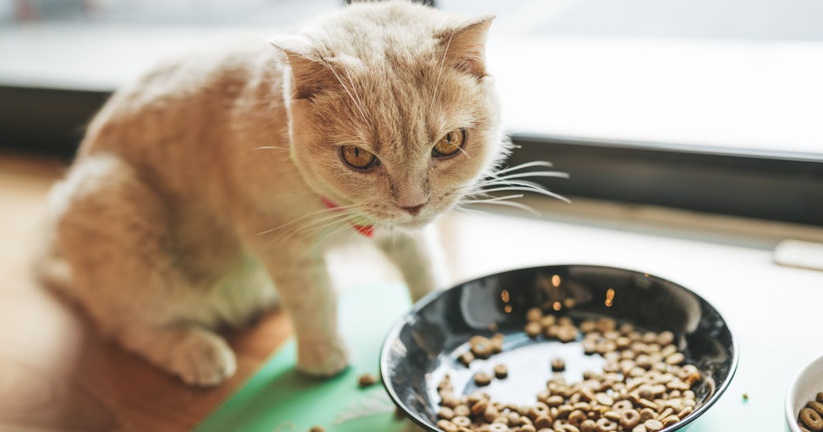 Can I feed my pet only dry food? Why the answer is different for cats and dogs Can I feed my pet only dry food? Why the answer is different for cats and dogs