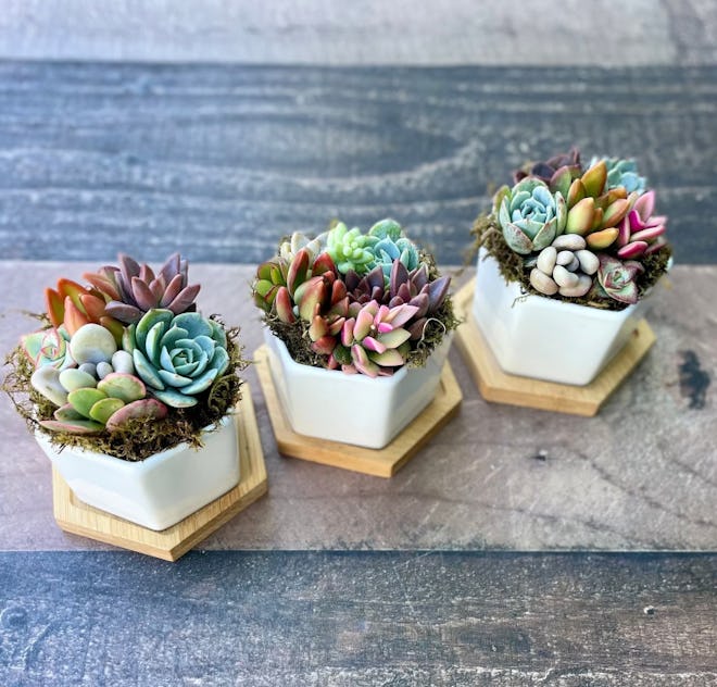 Mini Succulent Garden in Ceramic Pots