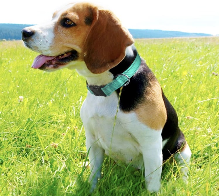 Joytale Reflective Dog Collar