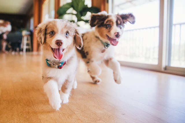 Vets say there's not much scientific evidence that suggests a dog's sex greatly affects their temper...