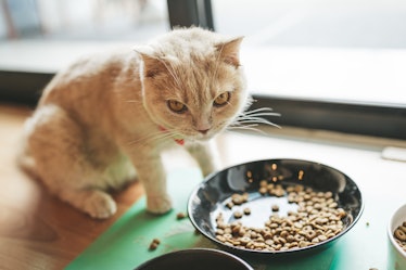 Cat eating dry food in a bowl while looking at the camera