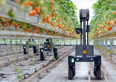 An image of Tortuga AgTech's robot picking strawberries on a farm.