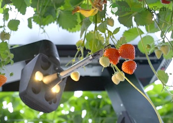 A Tortuga AgTech robot picks strawberries on a farm.