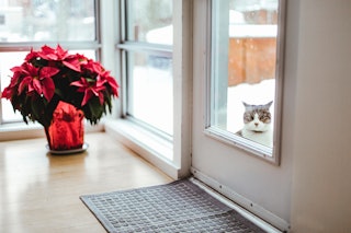 Although poinsettias are a classic Christmas plant, they are mildly toxic to cats and dogs.