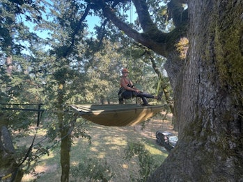 recreational tree climber in a tree 