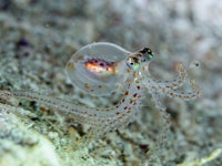 image of translucent octopus underwater