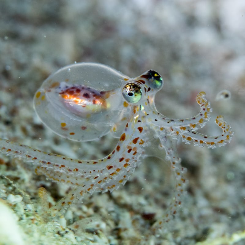 image of translucent octopus underwater