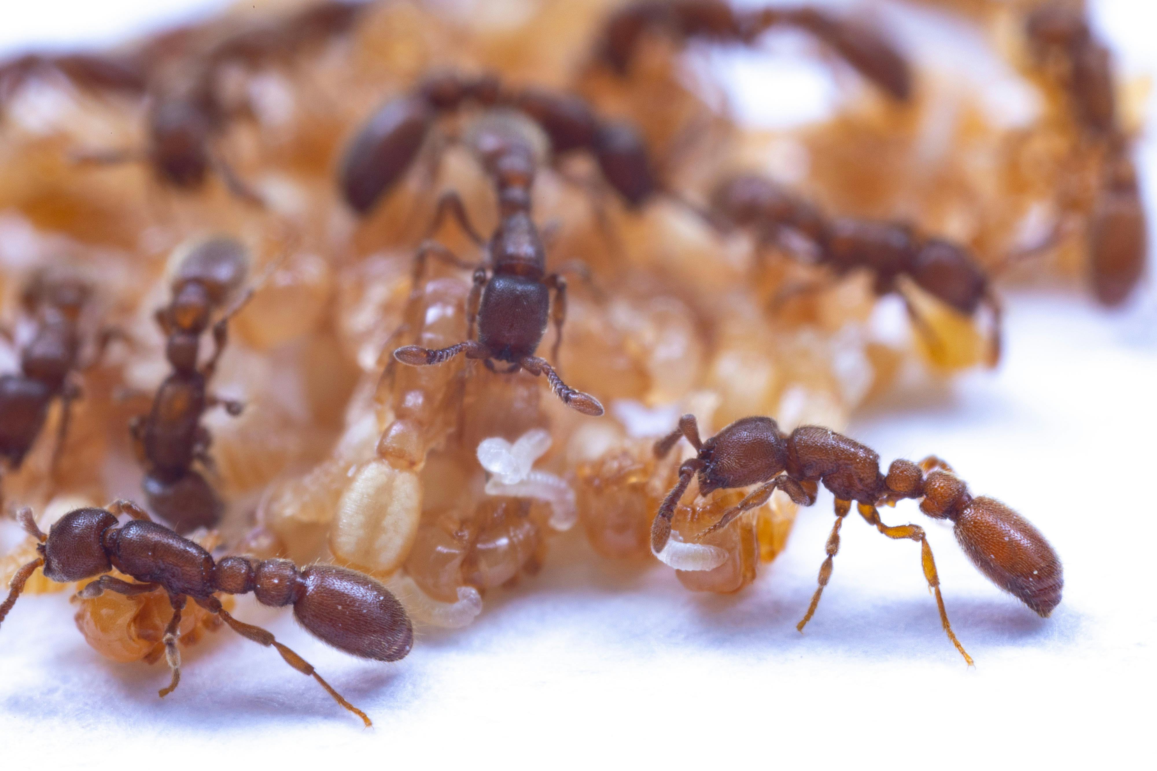 Adult ants hold small, wriggly larvae up to pupae to drink the milk