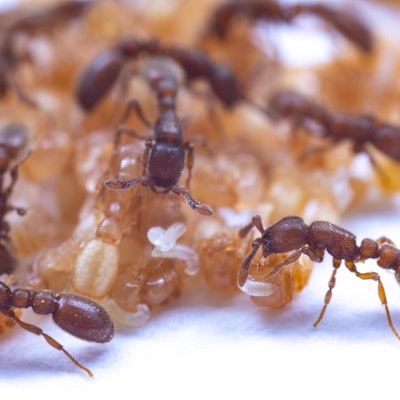 Adult ants hold small, wriggly larvae up to pupae to drink the milk