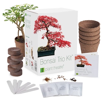 Plant Theatre Bonsai Kit