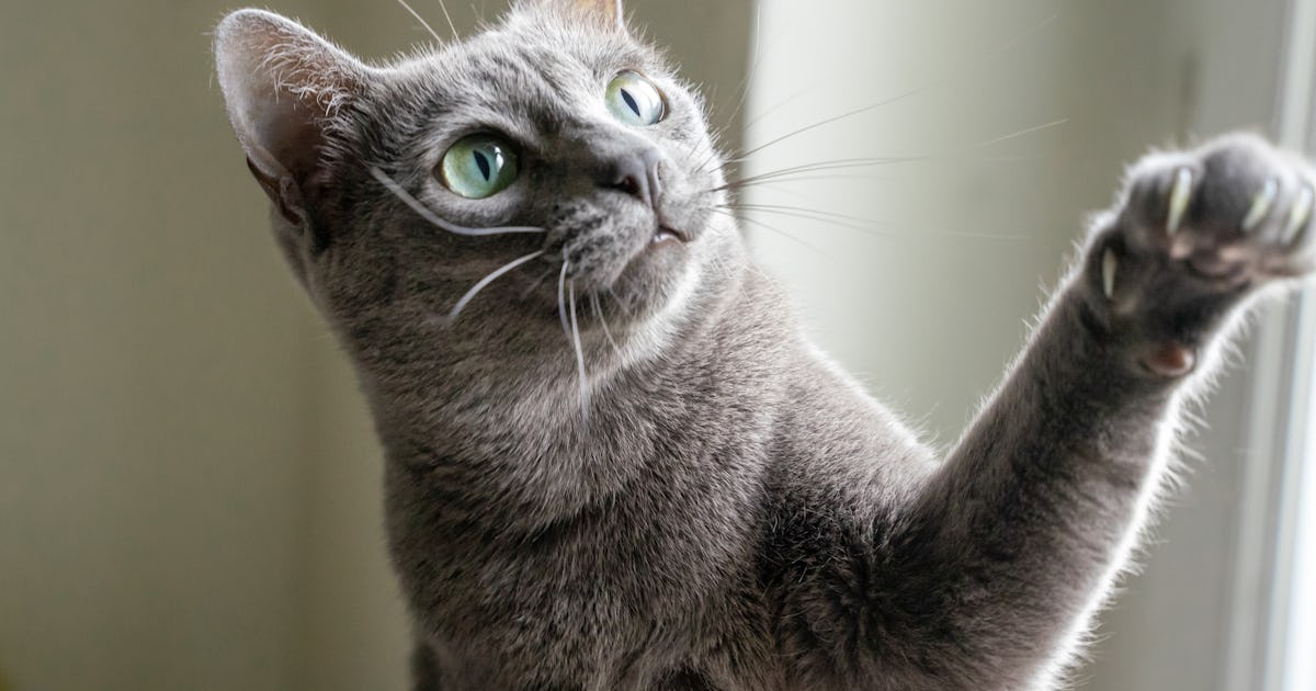 Study finds a link between being a cat person and improved mental health Study finds a link between being a cat person and improved mental health