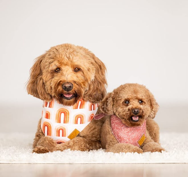 Remy+Roo Dog Bandanas
