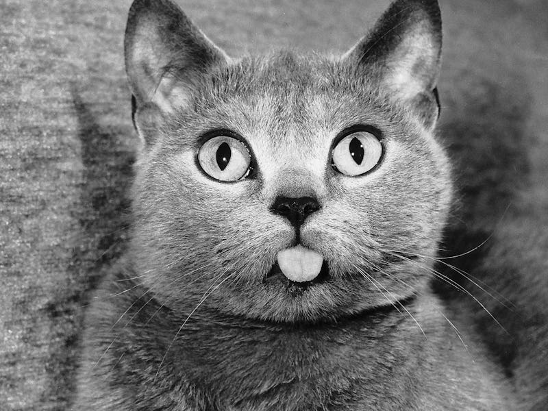 cat with tongue out
