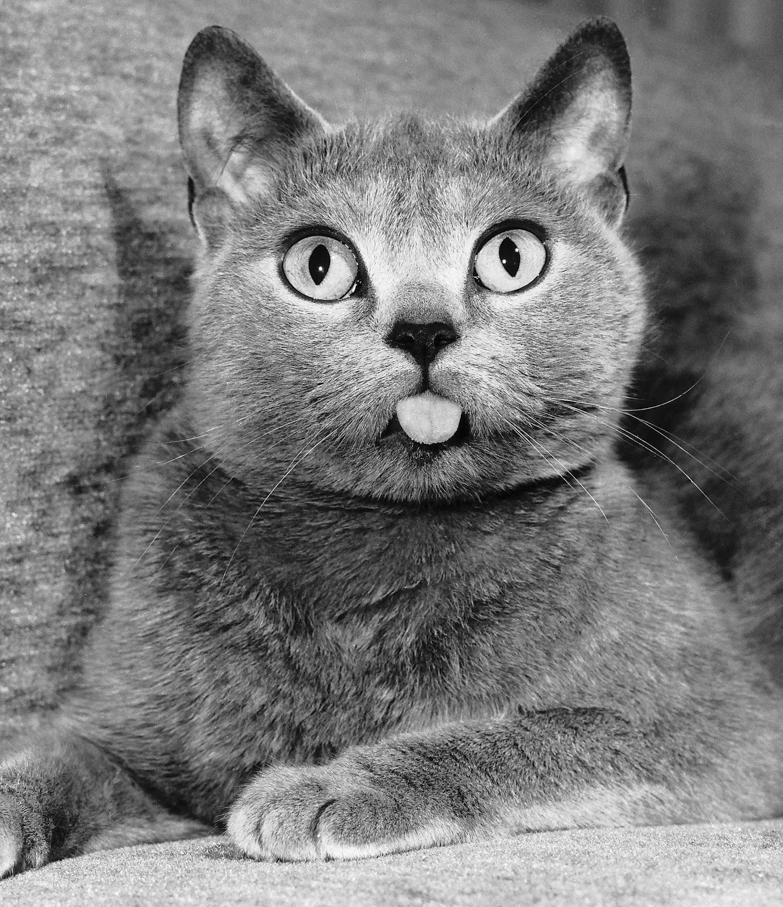 Study finds a link between being a cat person and improved mental health