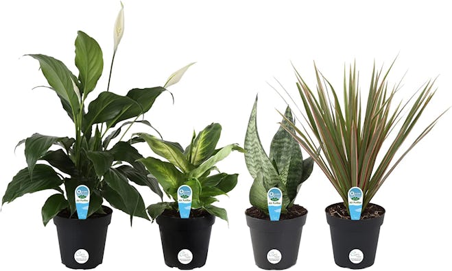 Costa Farms Assorted Foliage Clean Air Houseplant Collection (4-Pack)