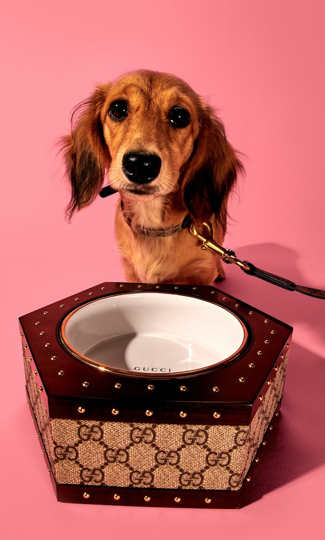 Gucci pet collar, leash, and bowl