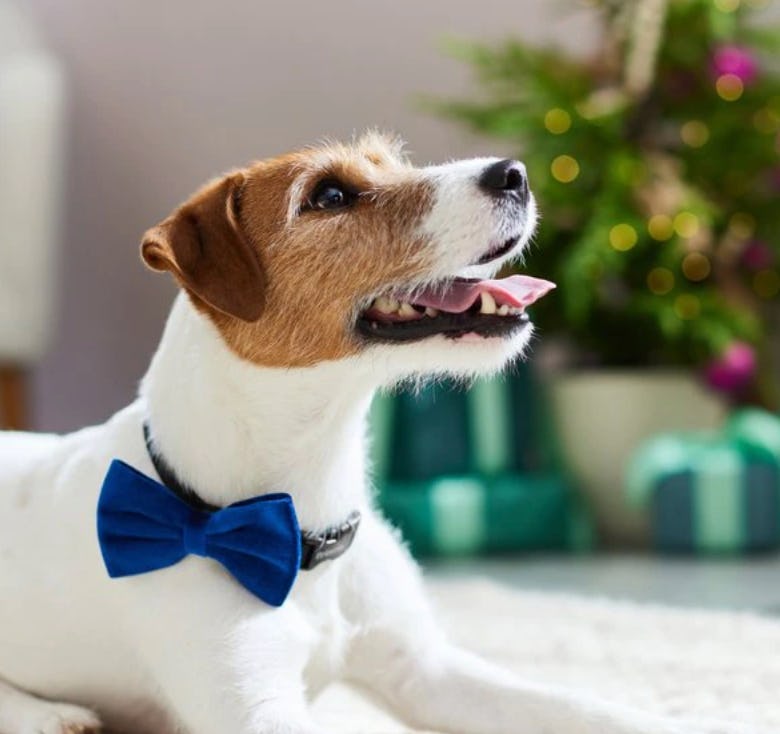 Frisco Removable Velvet Bow