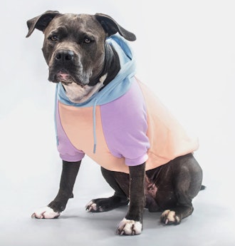 Cotton Candy Dog Hoodie