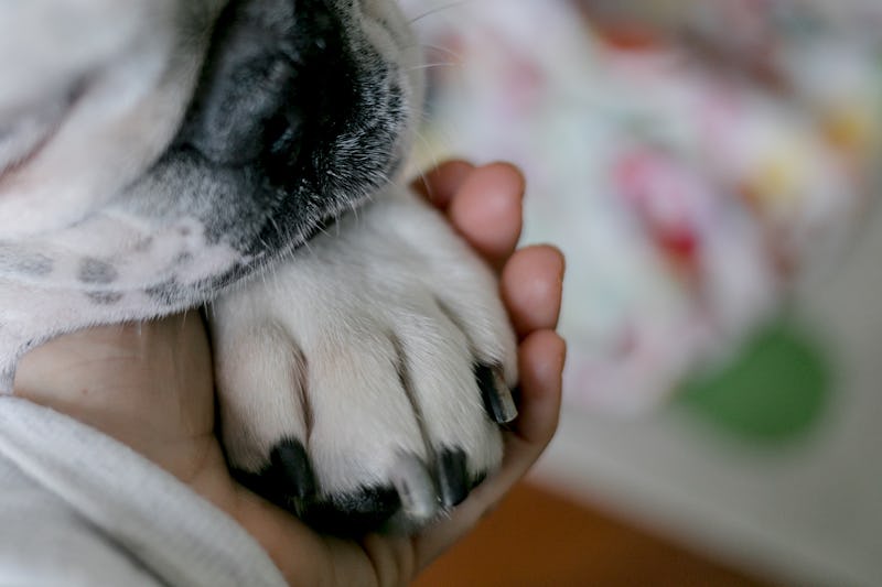 Girl holding paw of a dog