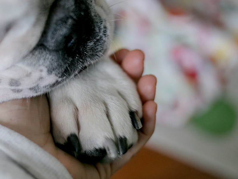 Girl holding paw of a dog