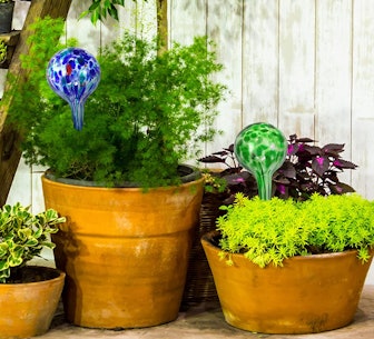 Blazin' Self Watering Plant Bulbs