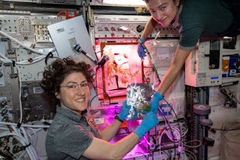 Légumes de la NASA dans l'espace