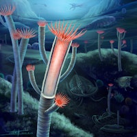 Look: Ancient jellyfish ancestor was one of the first to grow an exoskeleton