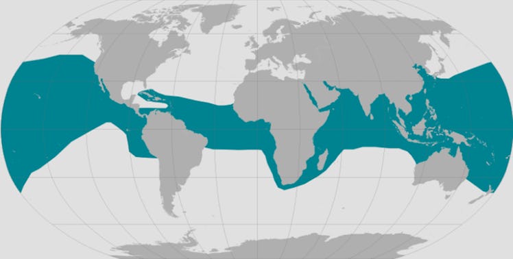 map of the world with a blue ribbon running above and below the equator unequally, marking where the...