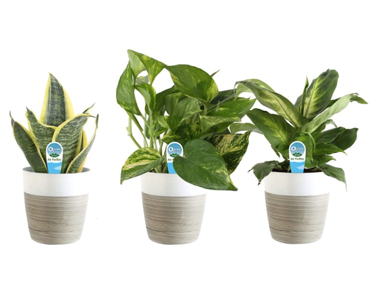 Costa Farms Planter Pots (3-Pack)