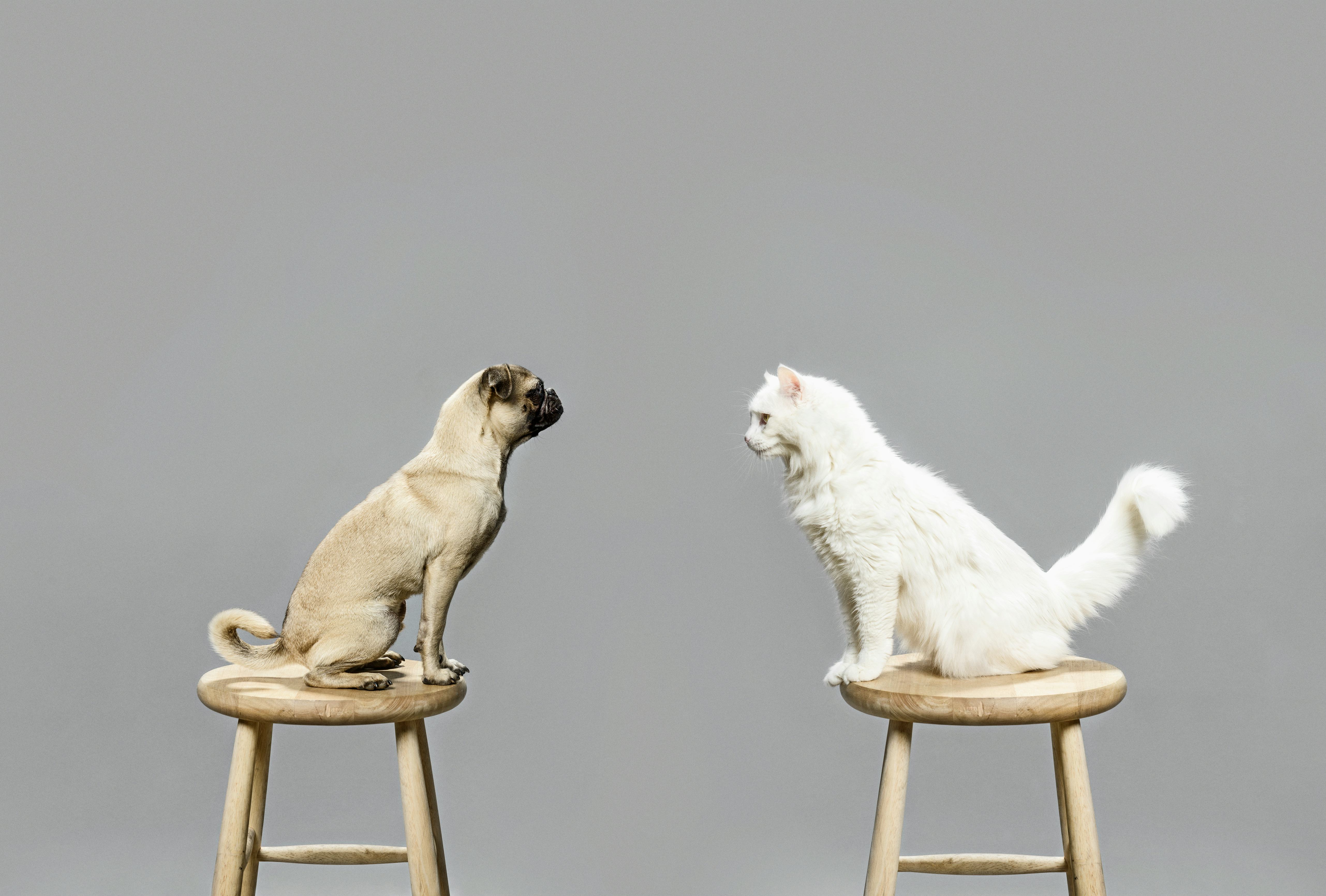 How to make a cat and dog get along 5 tricks to do the seemingly