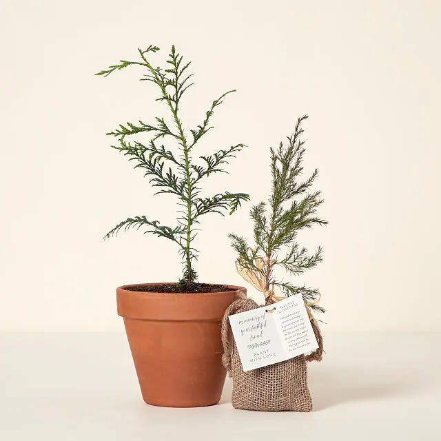 a memorial tree is a thoughtful and meaning gift for someone who had a miscarriage