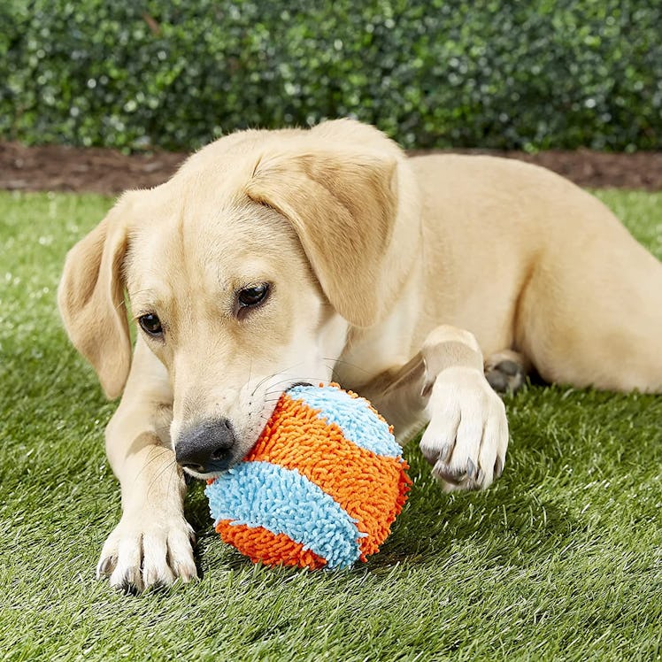 ChuckIt! Indoor Dog Toy