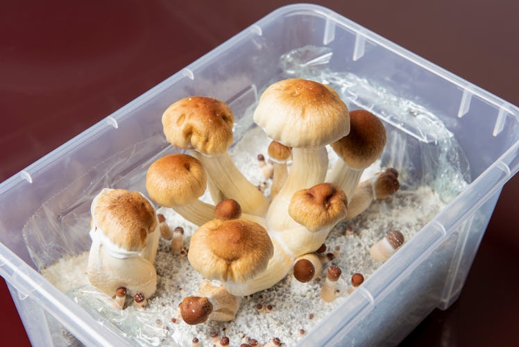 Twenty-five milligrams of psilocybin —  a psychoactive compound found in magic mushrooms — can effec...