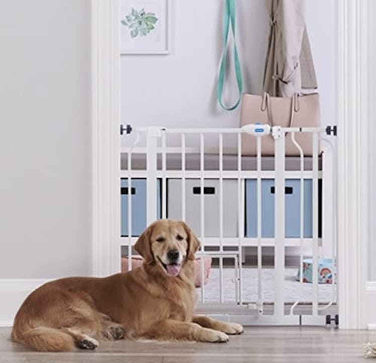 Carlson Walk-Through Pet Gate