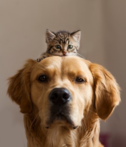 Can Dogs and Cats Get Along?