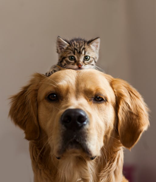 Kitten sitting on a dog's head