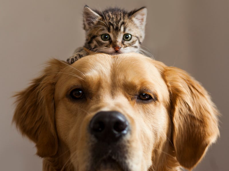 Kitten sitting on a dog's head