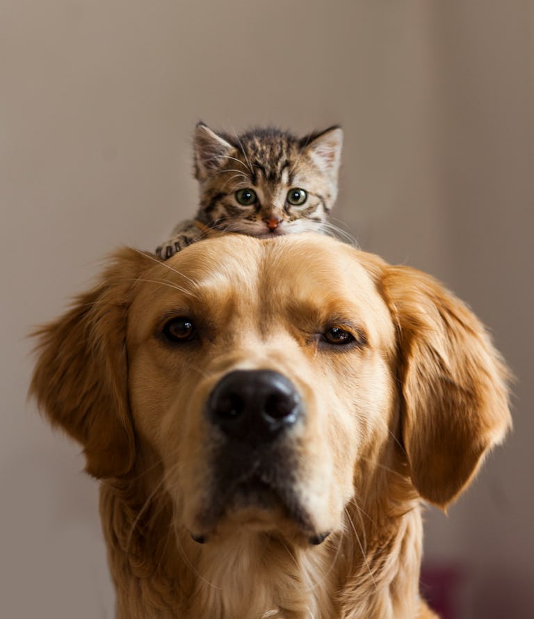 How To Make A Cat And Dog Get Along 5 Tricks To Do The Seemingly How To Make A Cat And Dog Get Along 5 Tricks To Do The Seemingly