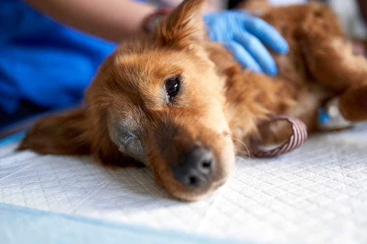 Sick dog at the end of life being treated by a veterinarian