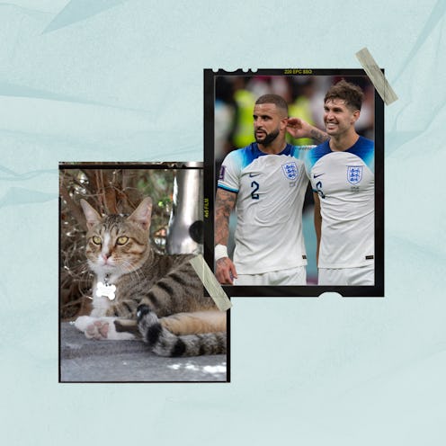 England Football Team Adopted A Cat In Qatar